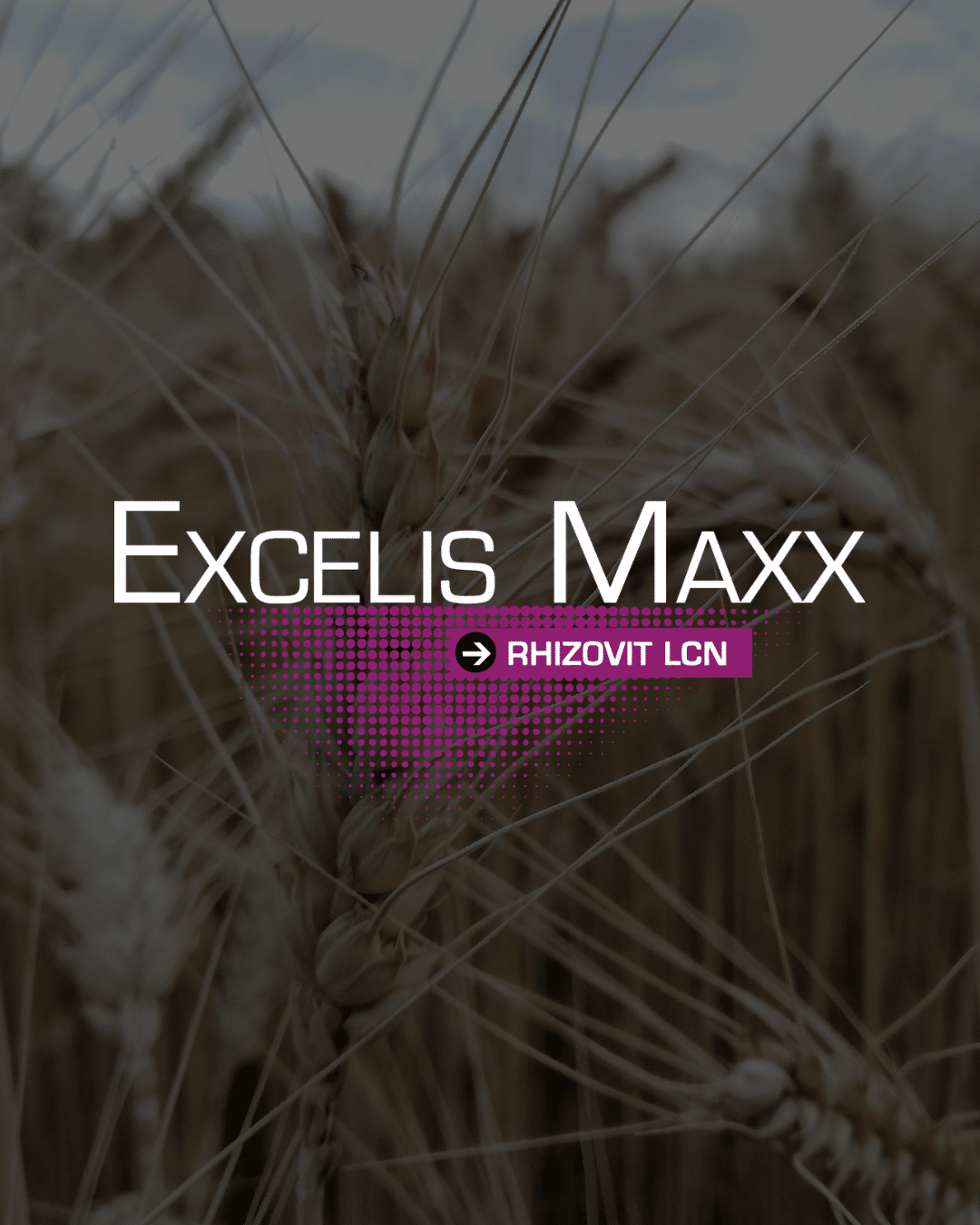 nitrogen volatilization,nitrogen loss in soil,Excelis Maxx,fertilizer volatilization,nitrogen efficiency in wheat,spring wheat nitrogen management,reduce nitrogen loss,urea volatilization,treated vs untreated,manitoba agriculture research,prairie wheat fertility,field demonstration,field study,dosi tubes,manitoba field study
