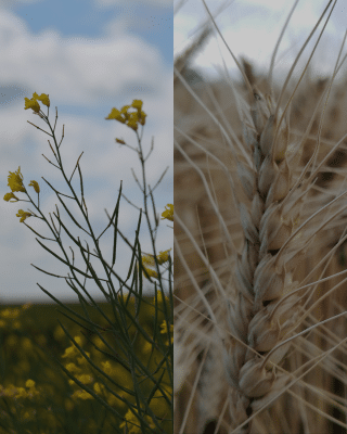 TOP-PHOS,TOP-PHOS fertilizer,phosphorus fertilizer,phosphorus nutrition,phosphorus availability,phosphorus efficiency,phosphorus use efficiency,crop nutrition,fertilizer efficiency,CANADIAN FARMERS,PHOSPHORUS,TRADITIONAL PHOSPHORUS