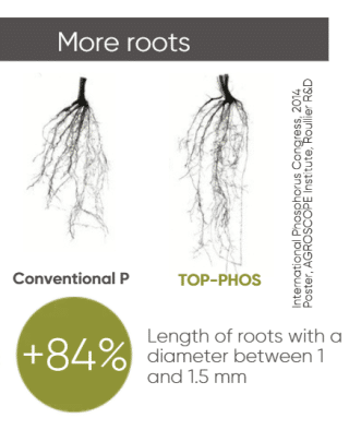 TOP-PHOS,TOP-PHOS fertilizer,phosphorus fertilizer,phosphorus nutrition,phosphorus availability,phosphorus efficiency,phosphorus use efficiency,crop nutrition,fertilizer efficiency,CANADIAN FARMERS,PHOSPHORUS,TRADITIONAL PHOSPHORUS